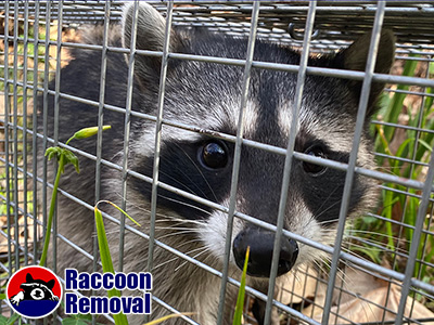 Arlington raccoon trapping